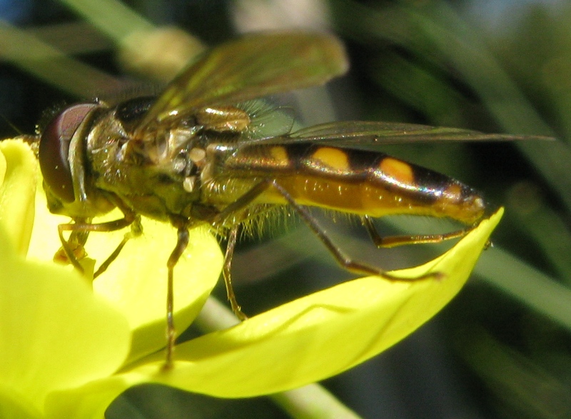 Eupeodes latifasciatus ?